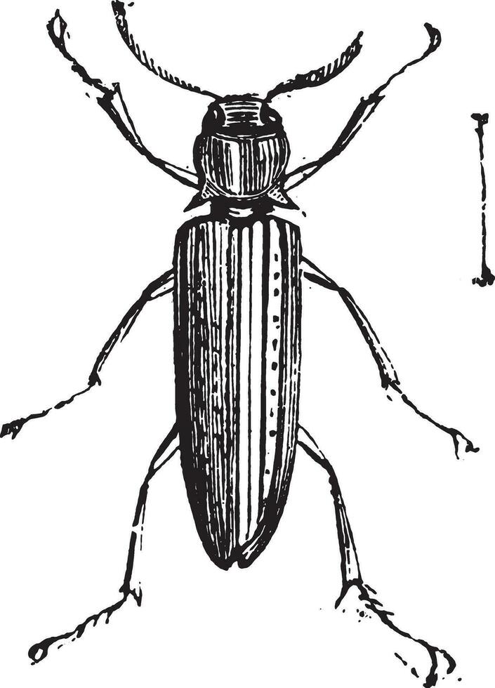 falso hacer clic escarabajos o eucnemidae vector