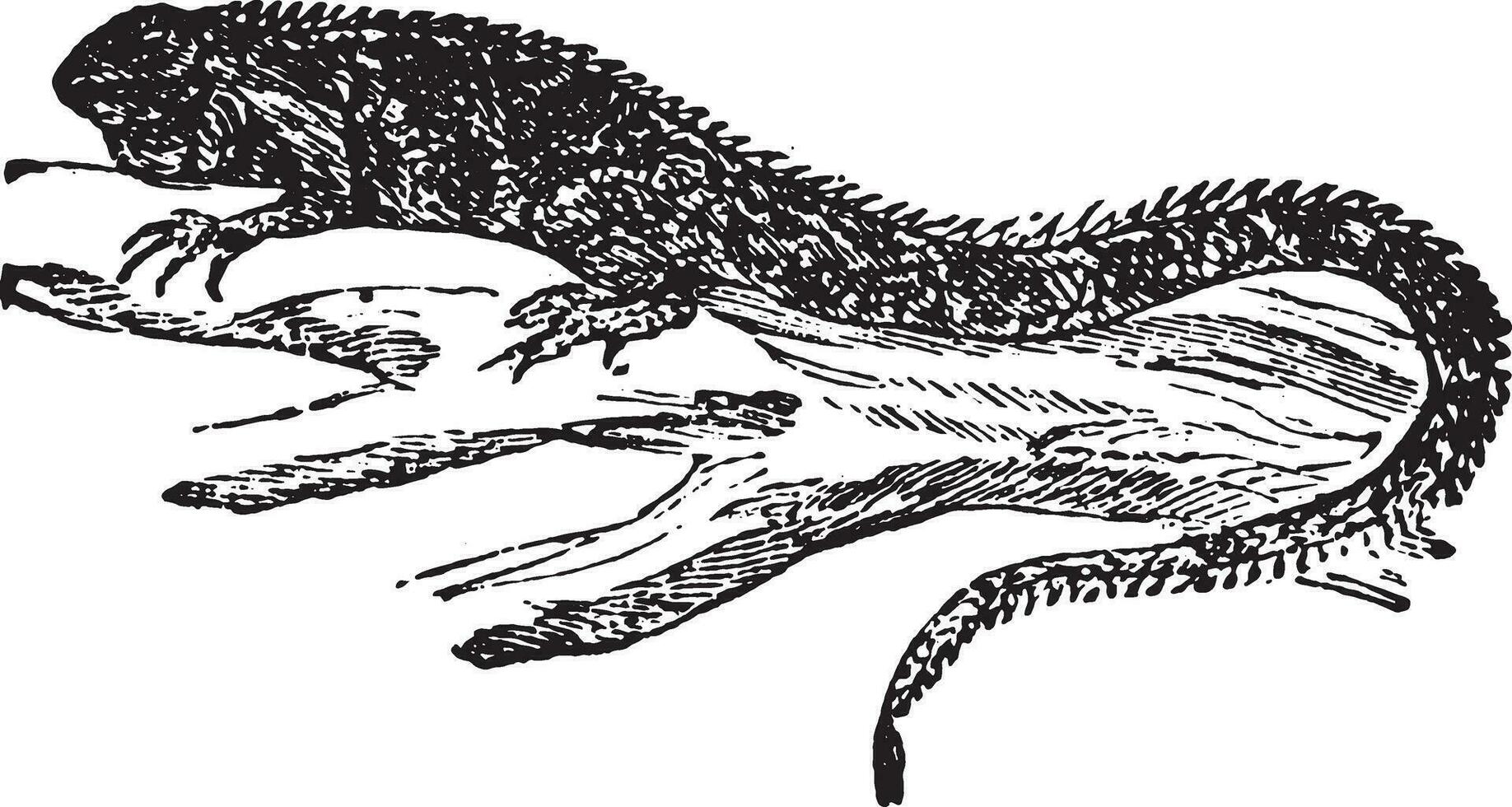 Iguana, vintage engraving. vector