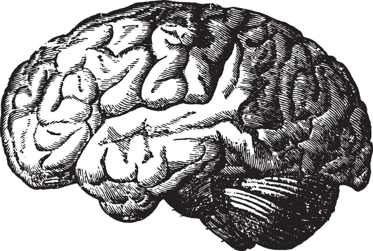 The brain, vintage engraving. vector