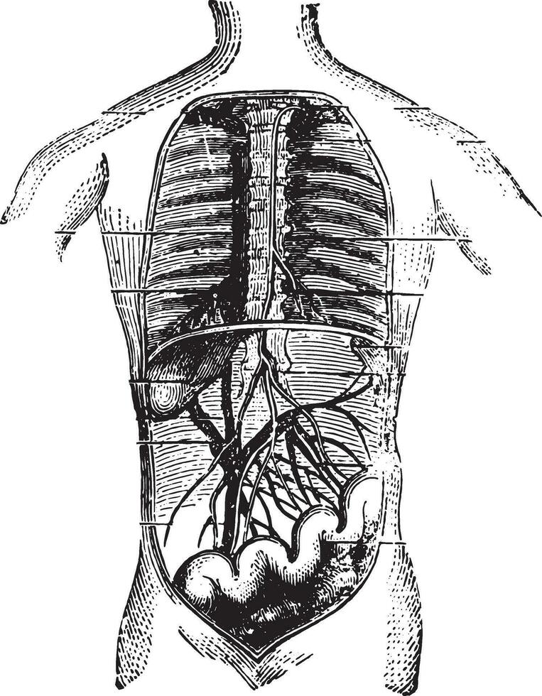 absorbentes de el intestino, Clásico grabado. vector