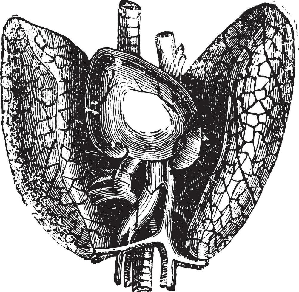 corazón y pulmones, Clásico grabado. vector