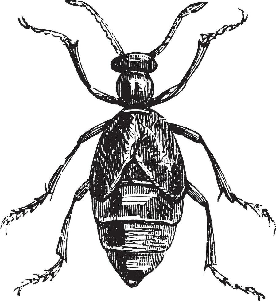 Blister Beetle or Meloe spp. vector