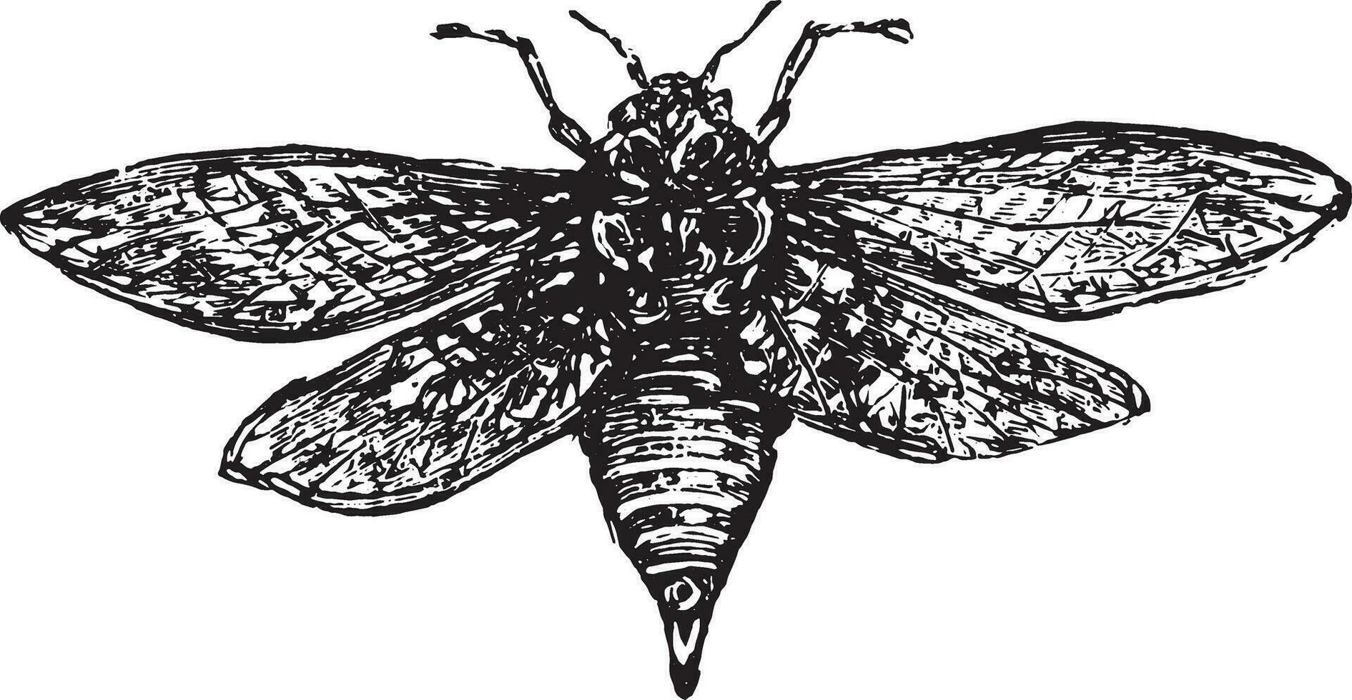 Cicada, vintage engraving. vector