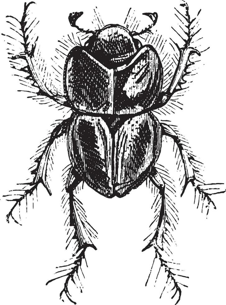 perforador de la tierra estiércol escarabajo o letrus sp. vector