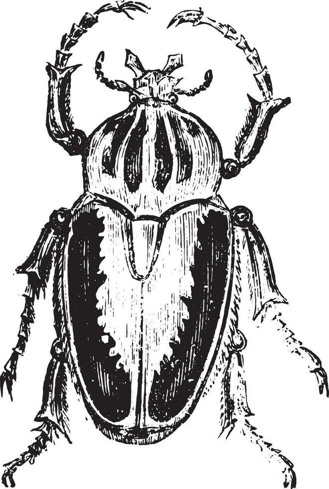 Goliath beetles, vintage engraving. vector