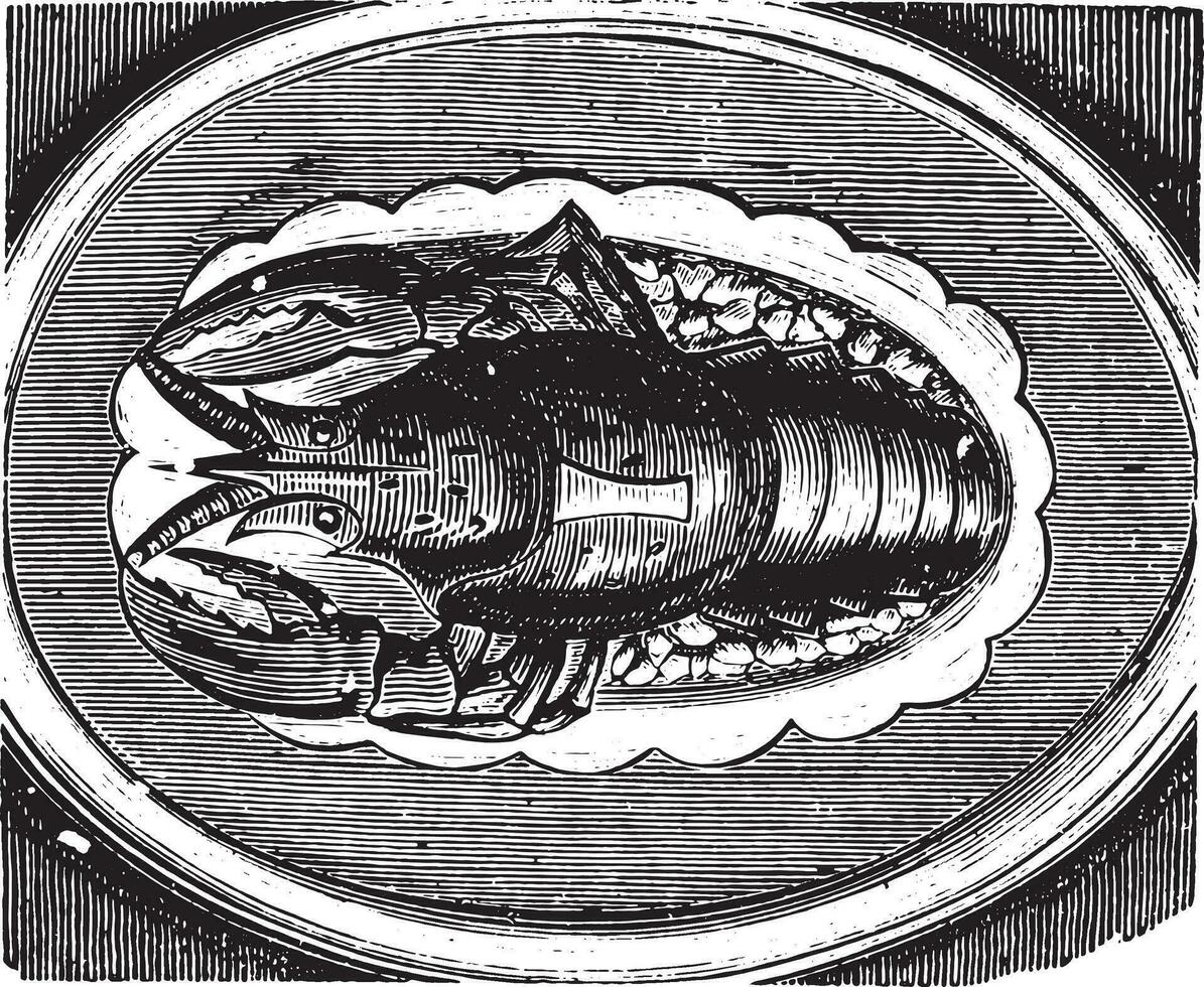 Lobster served on a jelly, vintage engraving. vector