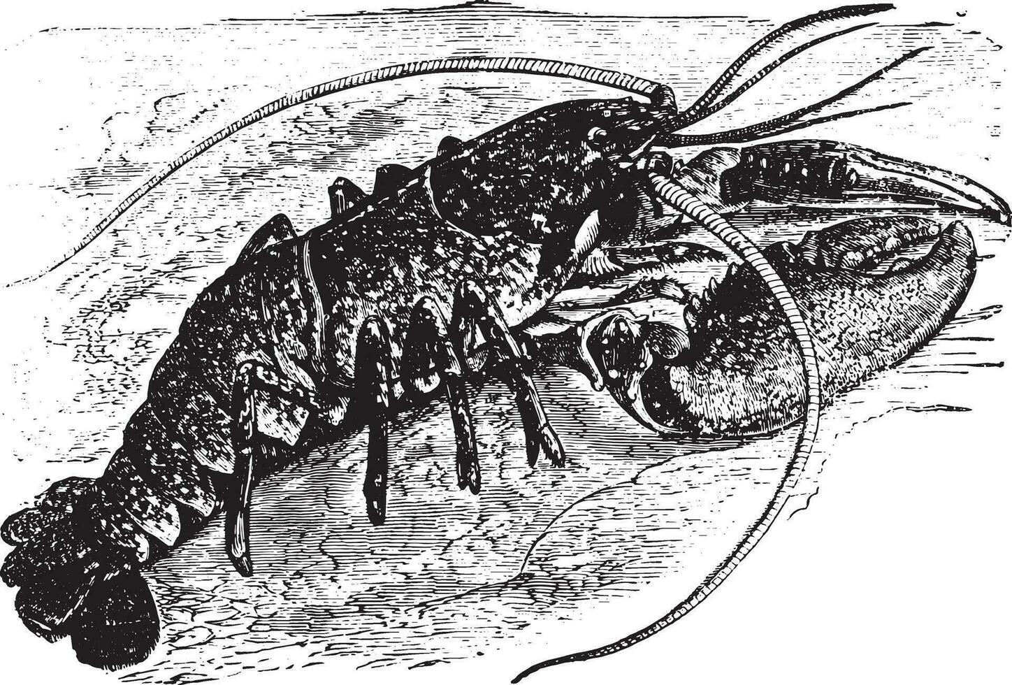 Lobster, vintage engraving. vector