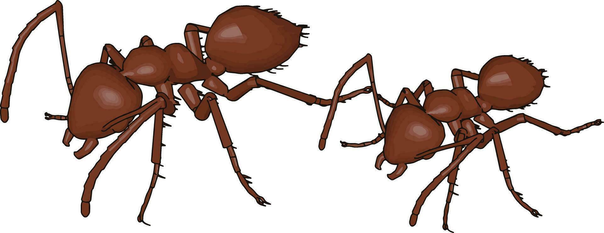 Hormigas marrones 3d, ilustración, vector sobre fondo blanco.