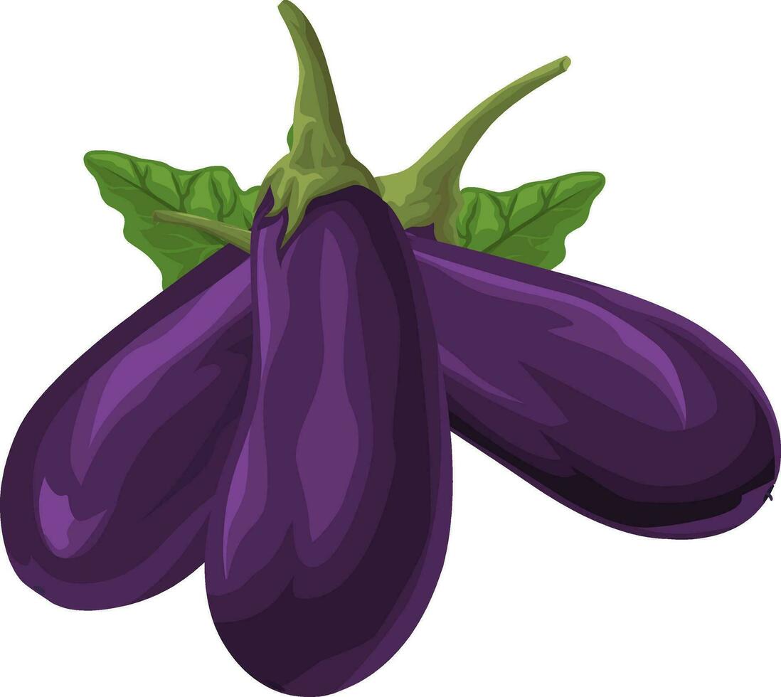 Vector of fresh brinjal.