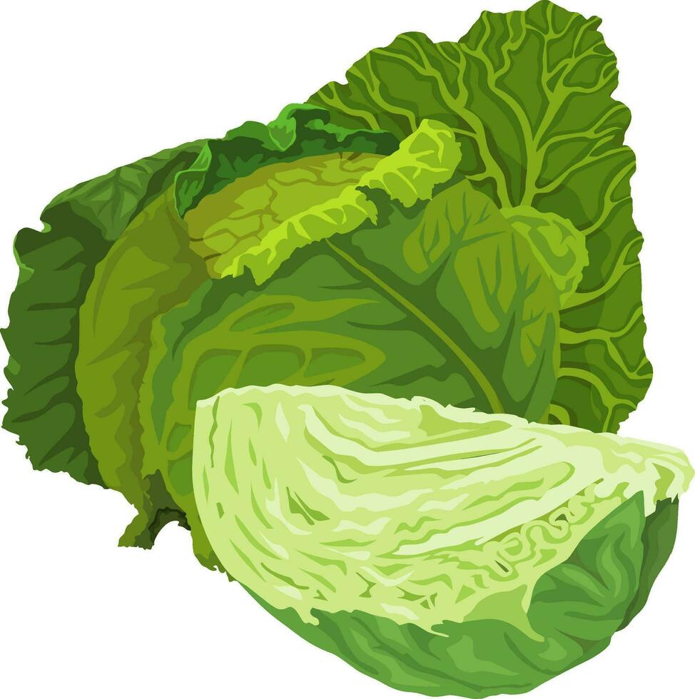 Vector of green cabbage.