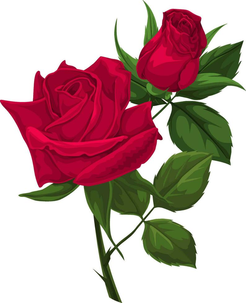 Vector of red rose.