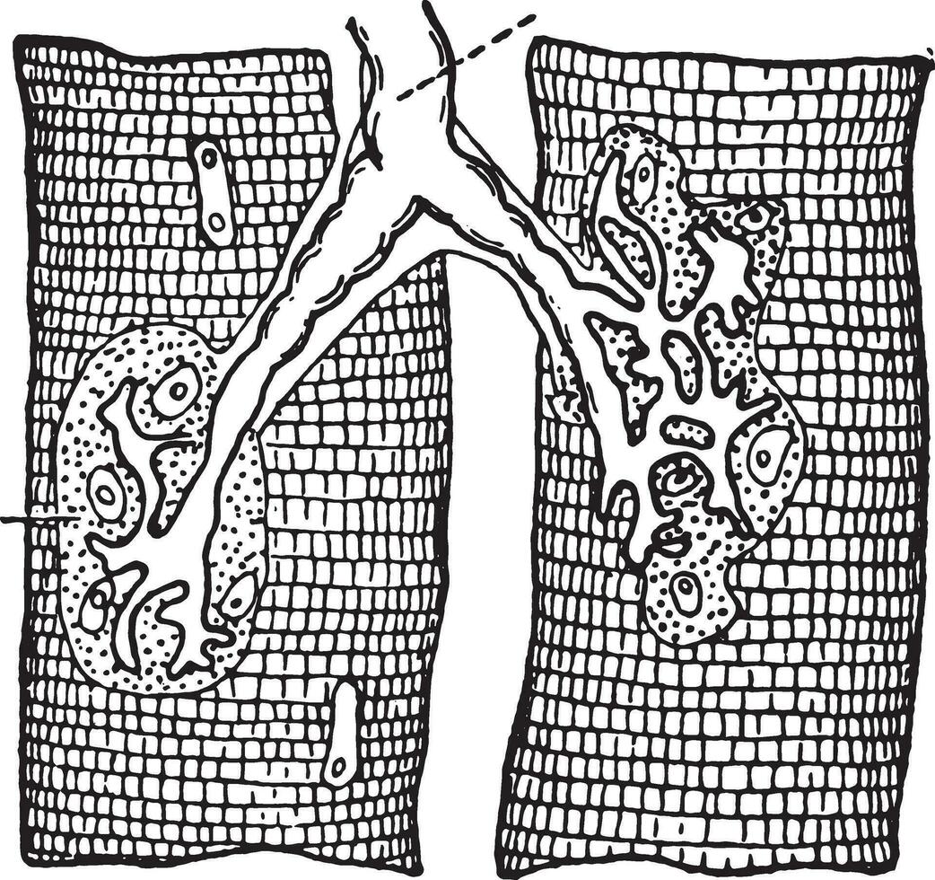 Nerve ending in muscle-fibers, vintage engraving. vector