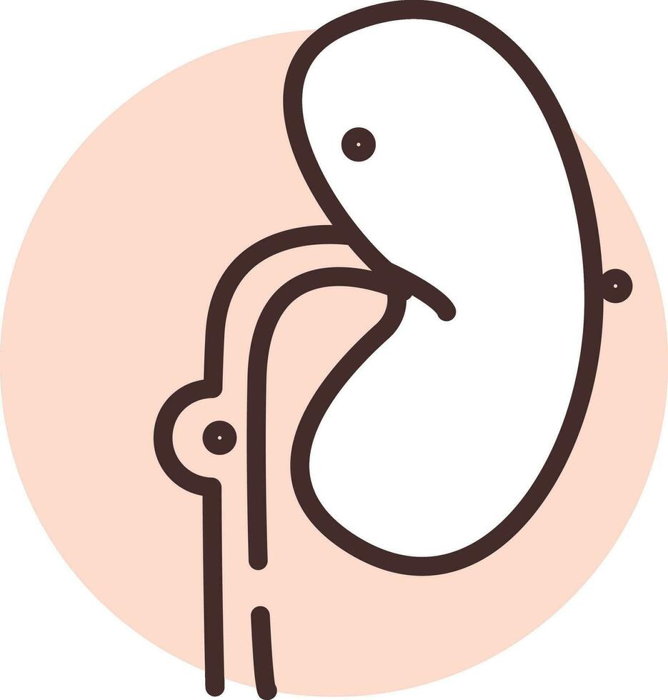 Medical kidney, icon, vector on white background.