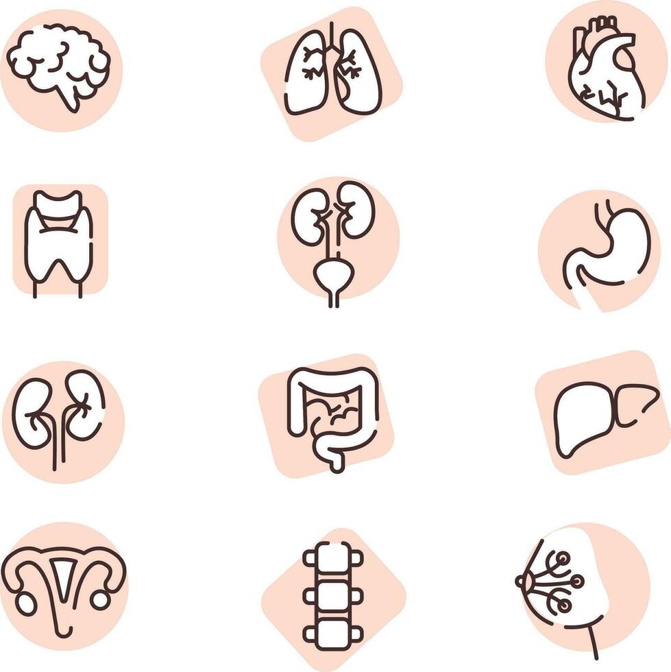 Human organs, icon, vector on white background.