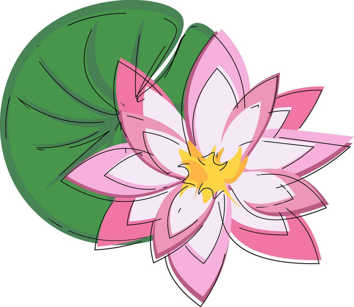 A beautiful pink water lily vector or color illustration