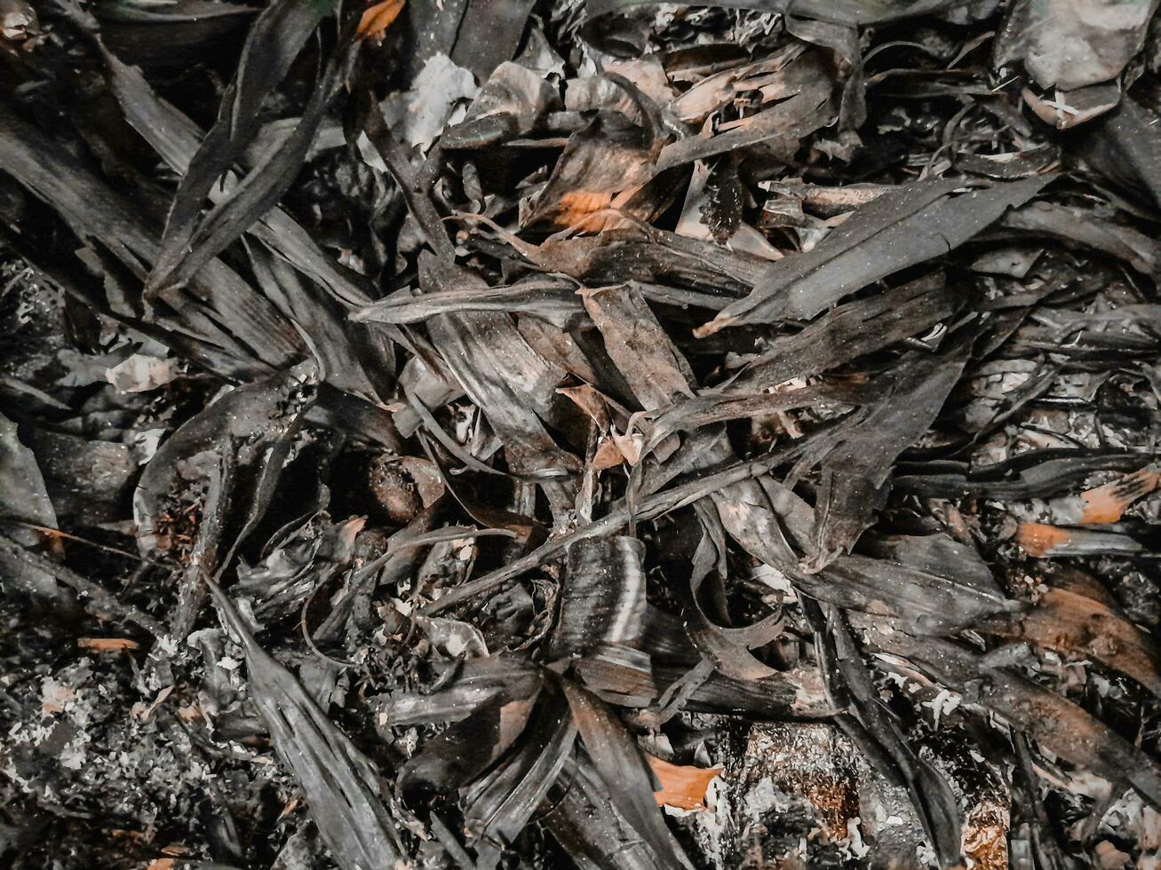 Close up of a Burning fall leaves in the incinerator. White smoke and Ashes left over from burning rubbish. photo