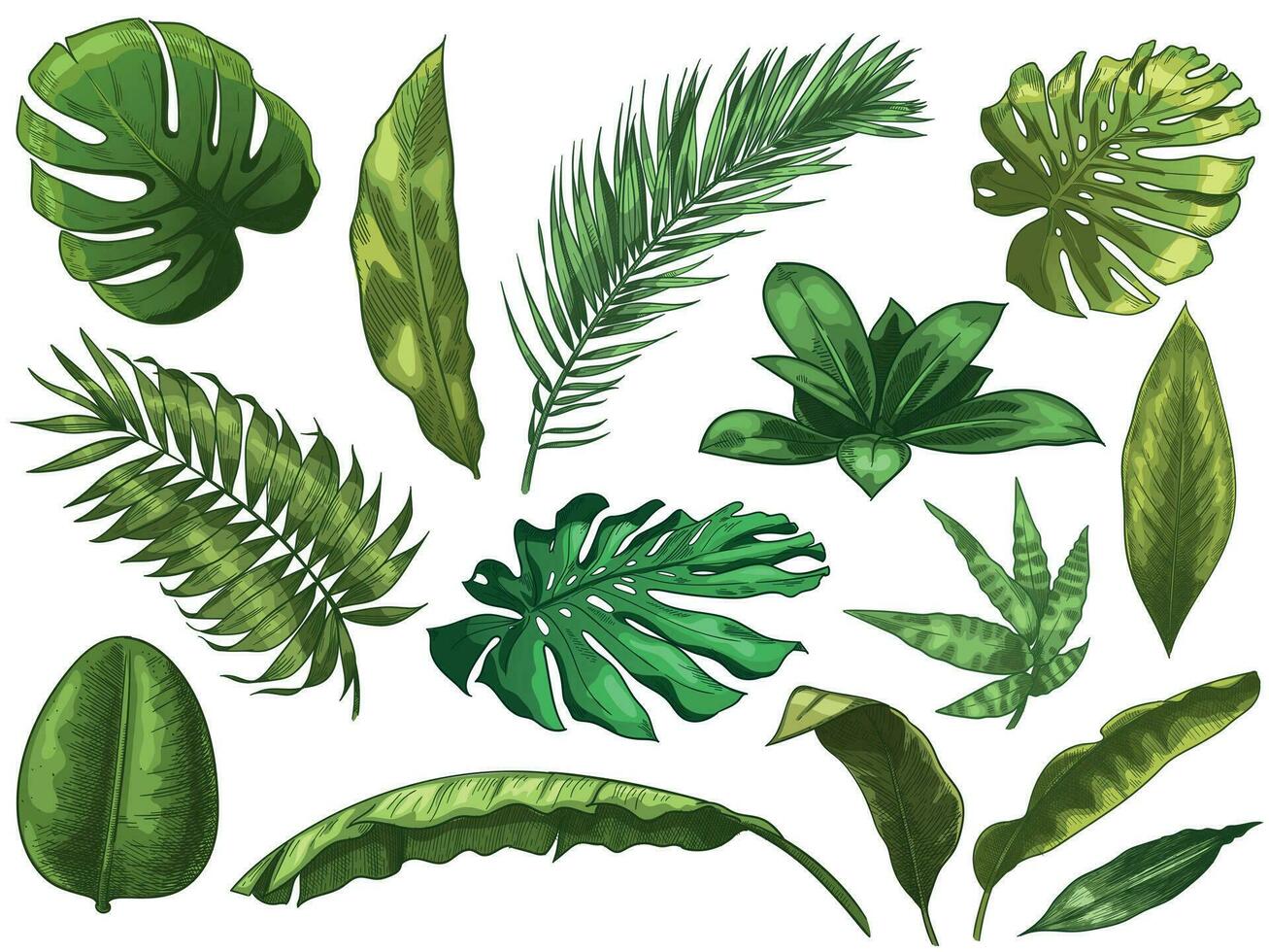 verde tropical hojas. mano dibujado selva naturaleza hoja, color bosquejado monstera hojas vector ilustración conjunto