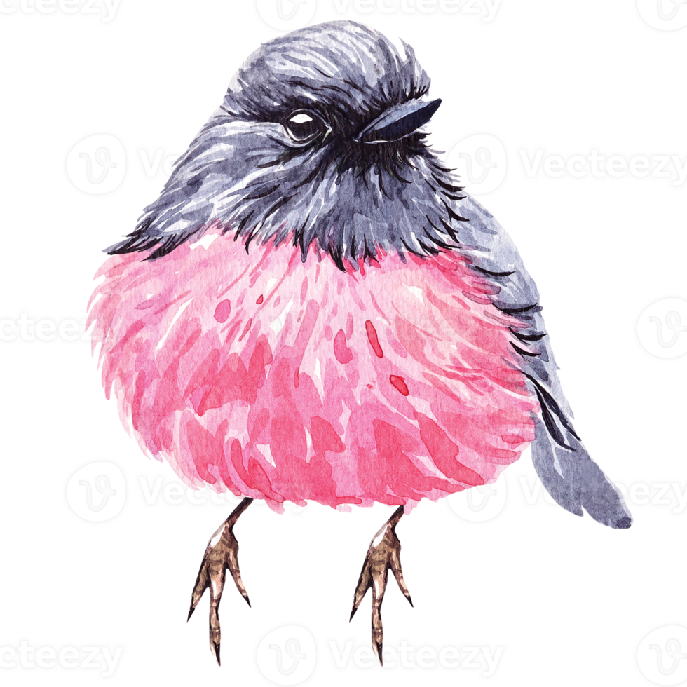 Pink Robin's illustration painted with watercolor.Hand painted pink cute bird with watercolor.Poultry living in ferny temperate rainforest. png