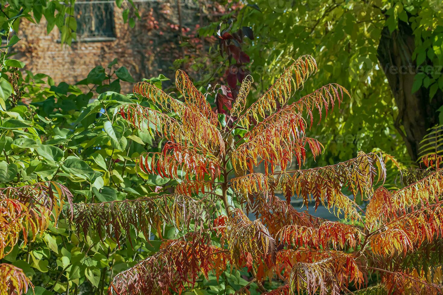 Rhus typhina in October. Yellow Red leaves of staghorn sumac. Rhus typhina is a species of flowering plants in the Anacardiaceae family. photo
