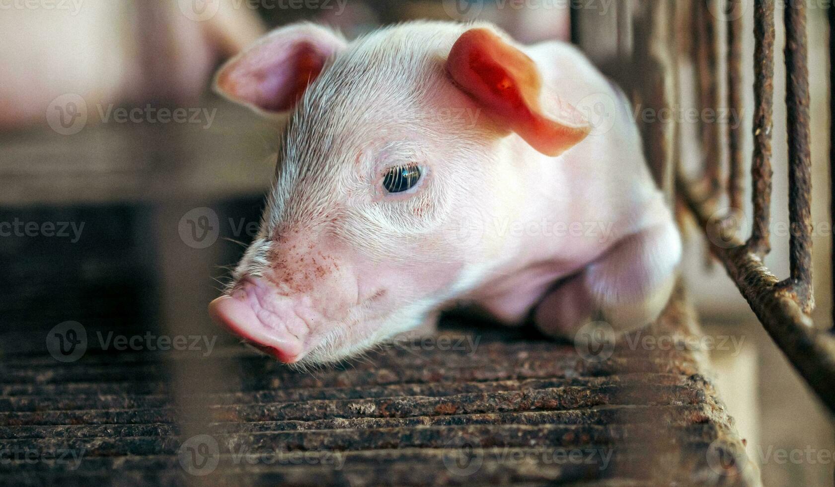 A week-old piglet cute newborn on the pig farm with other piglets, Close-up photo