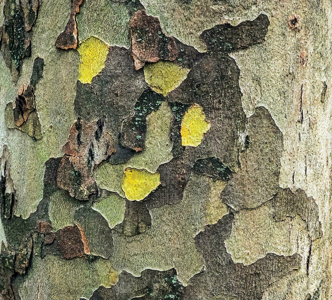 Texture of the bark of the Oriental sycamore tree or Platanus orientalis in Latin. Natural military background. photo