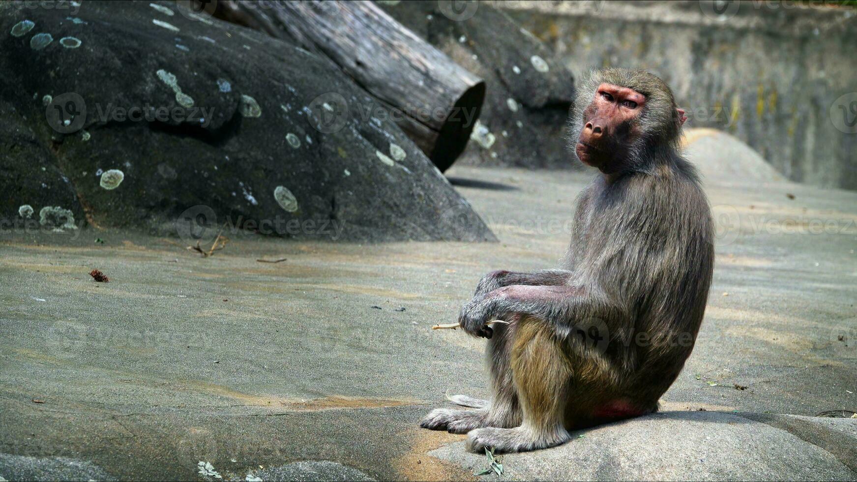 Animal Chimpanzee Monkey on Rocks in Zoo photo