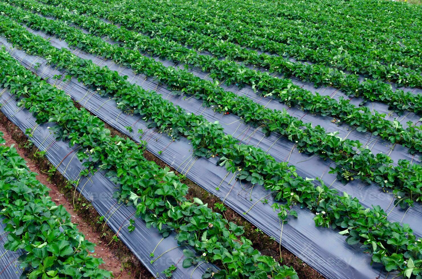 Fresh strawberry plants in the farm landscape, Rural farm with strawberries bush, Strawberry fruits on the branch, Agriculture farm of the strawberry field of biotechnology. photo