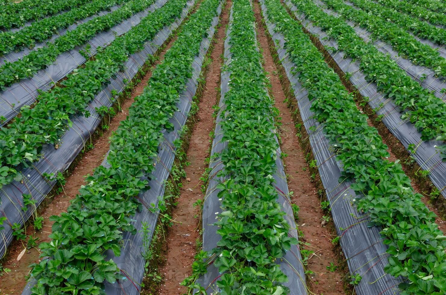 Fresh strawberry plants in the farm landscape, Rural farm with strawberries bush, Strawberry fruits on the branch, Agriculture farm of the strawberry field of biotechnology. photo