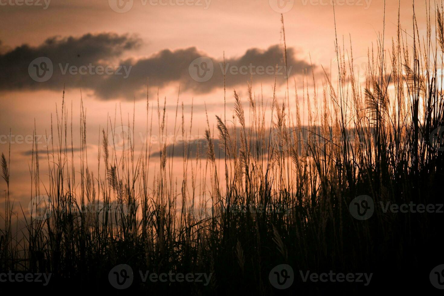 Silhouette of grass on sunset background. Selective focus. photo