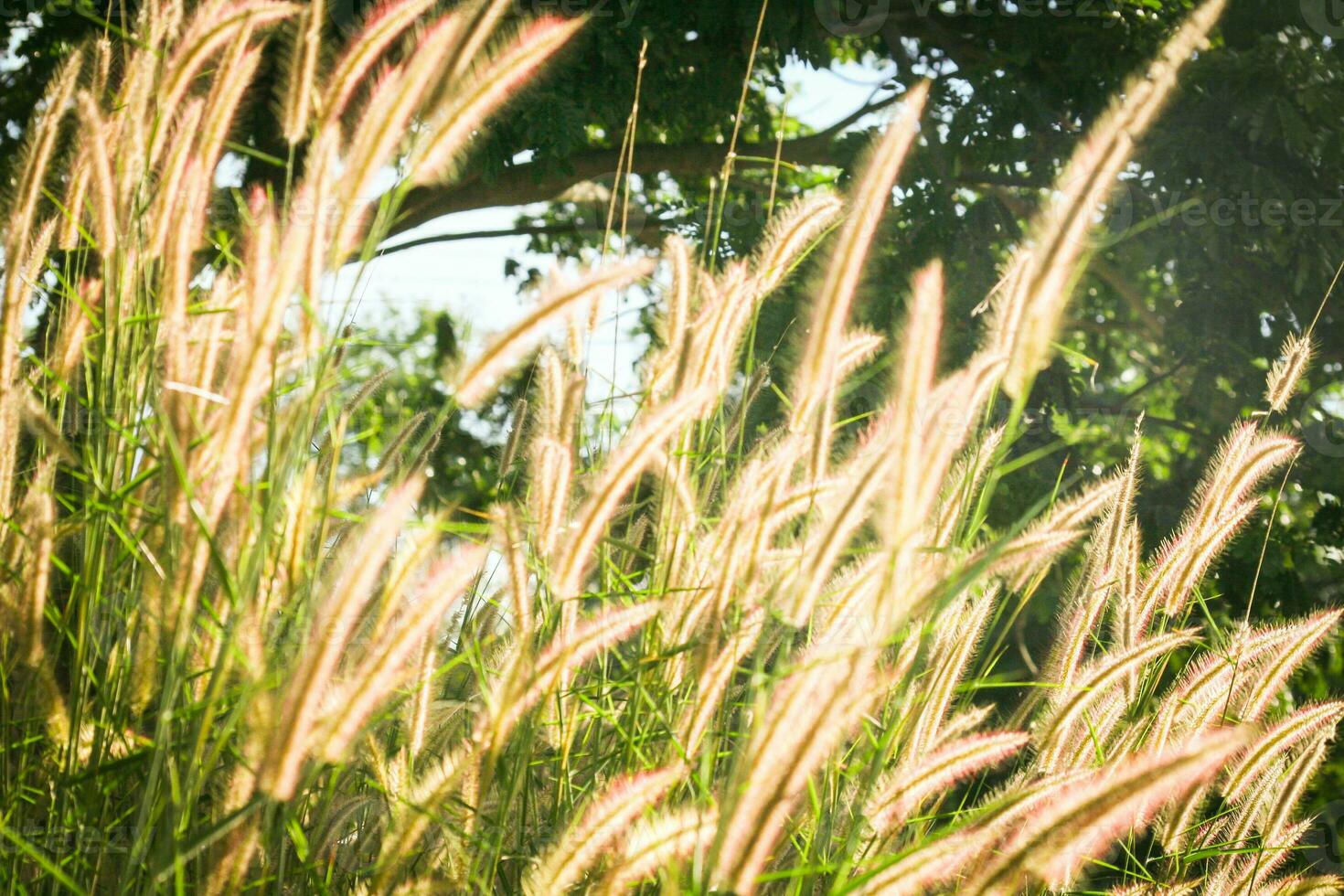 Grass flower in the garden with sunlight background, soft focus. photo