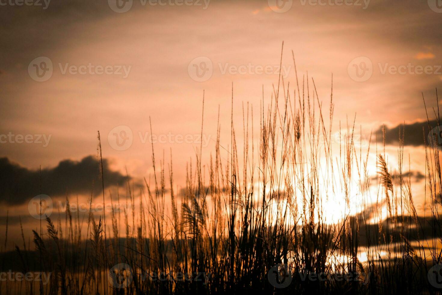 Silhouette of grass on sunset background. Selective focus. photo