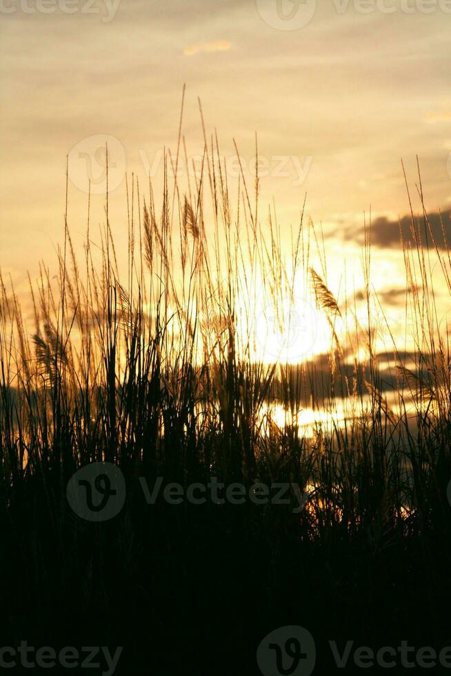 Silhouette of grass flower on sunset background. vintage tone. photo