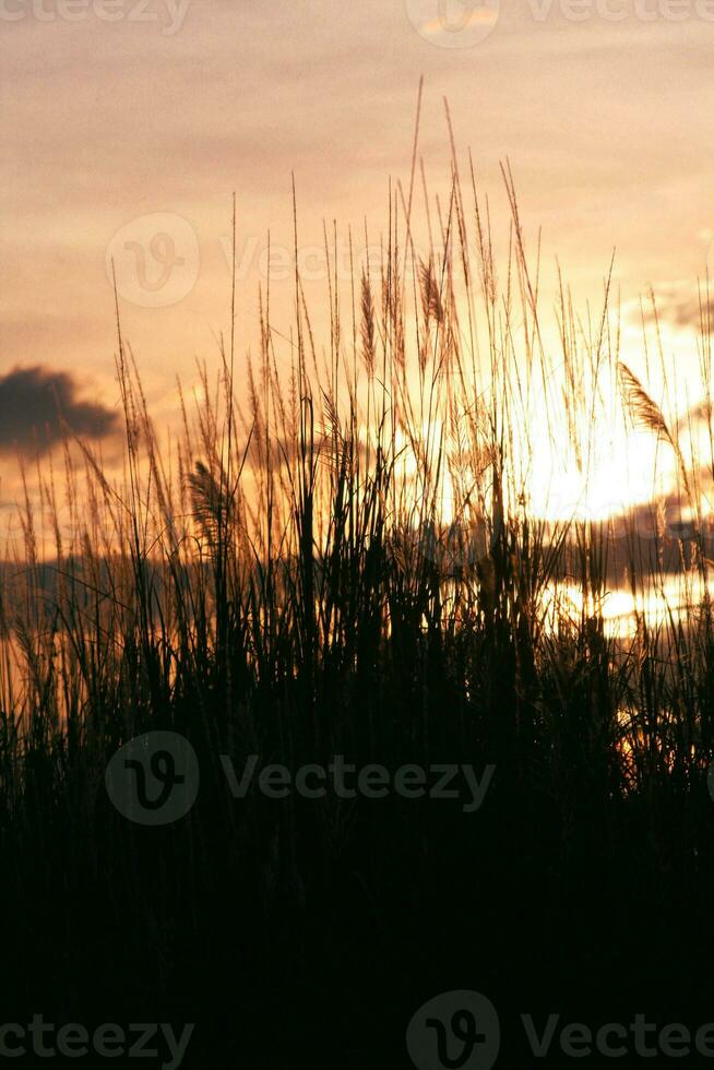 Silhouette of grass flower on sunset background. vintage tone. photo