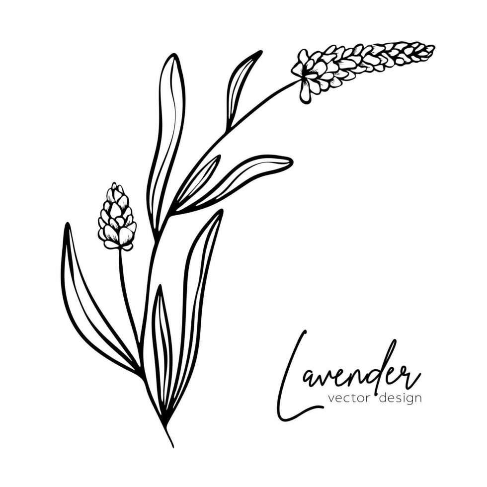 Botanical line illustration of a lavender branch for wedding invitation and cards, logo design, web, social media and posters template. Elegant minimal style floral vector isolated.