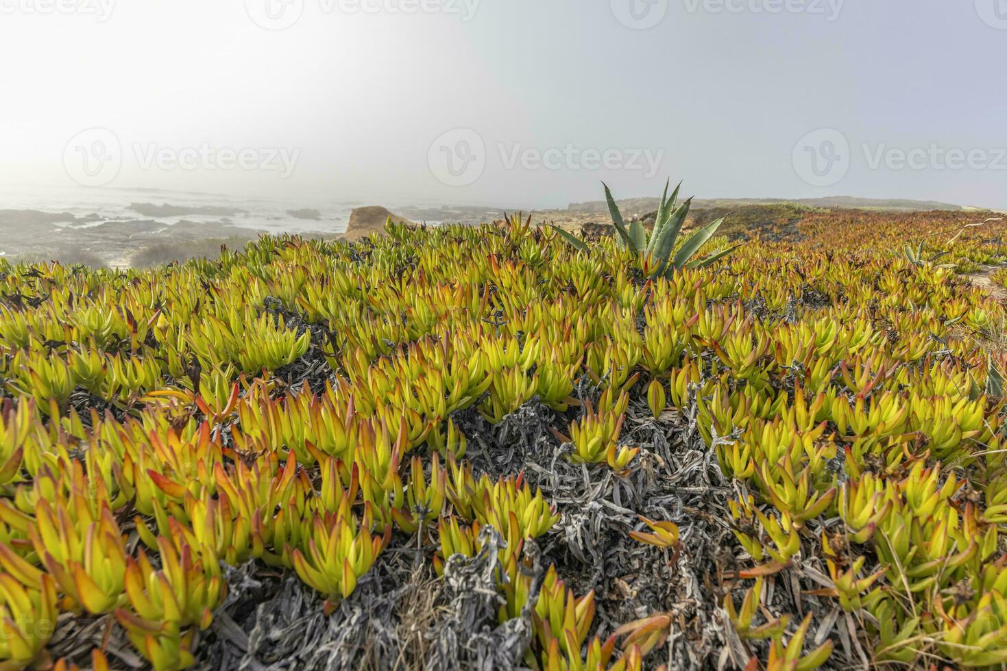 View over the dunes at Praia dos Aivados on the Portuguese Atlantic coast with dense vegetation photo