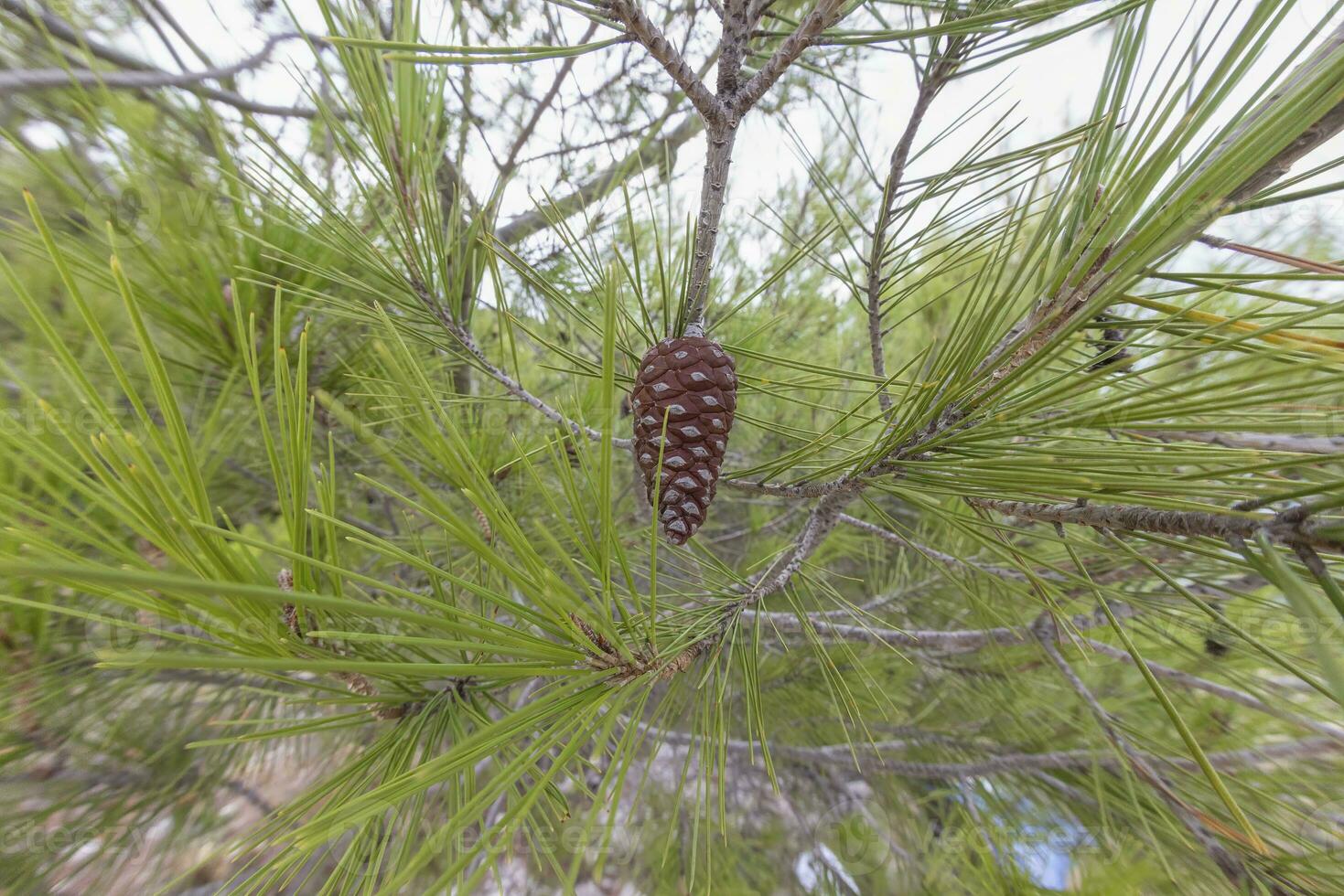 Close-up of a pine cone in daylight photo