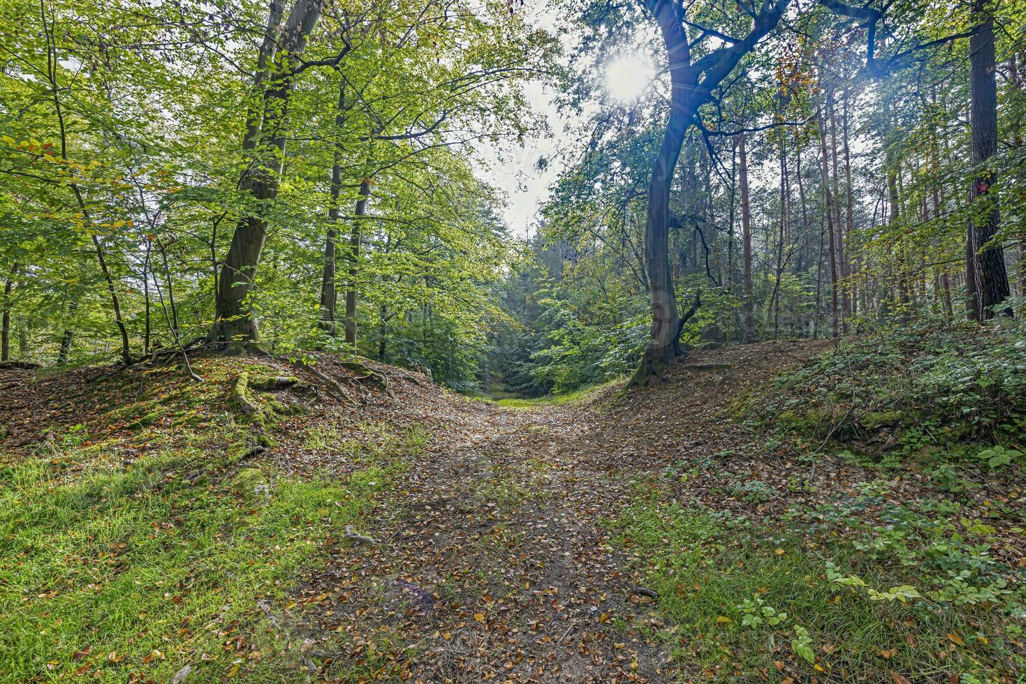 Picture along a path through a summer forest photo