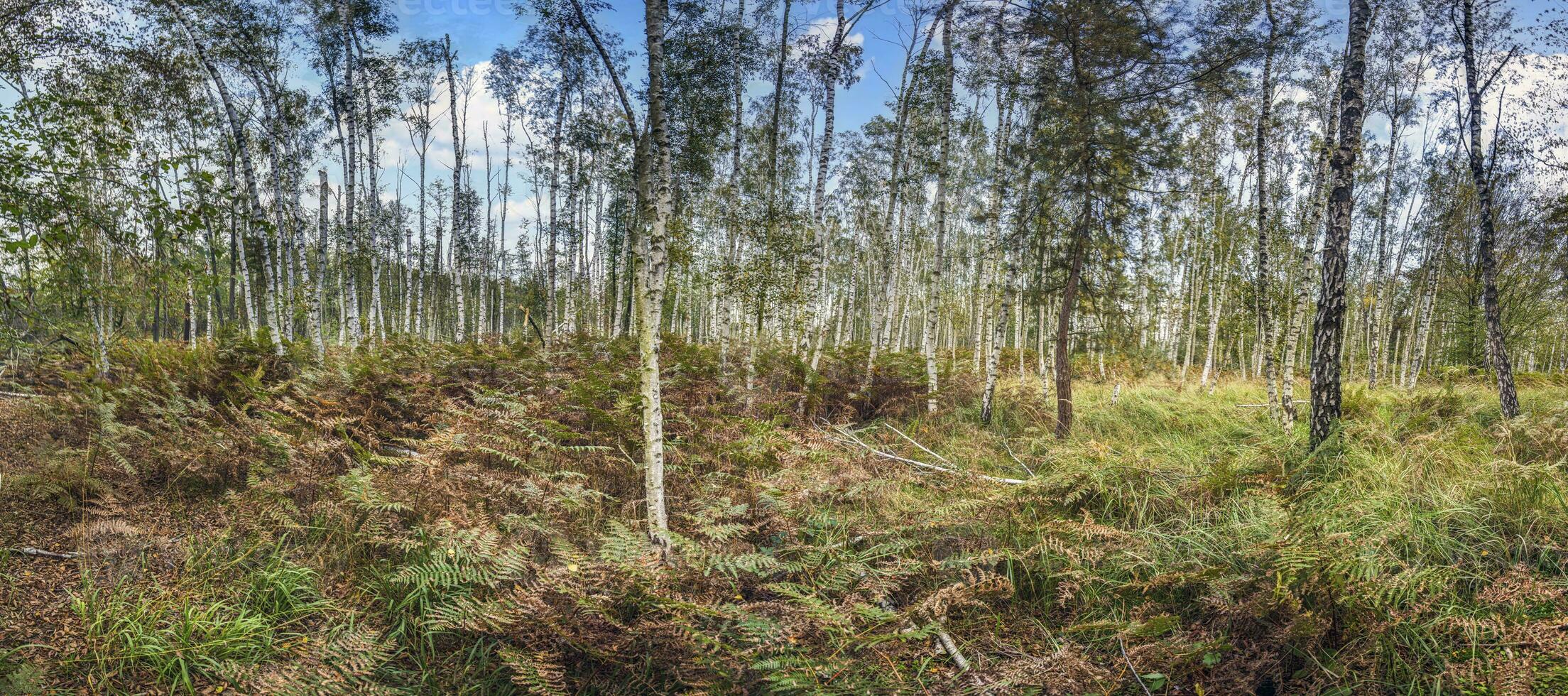 Panoramic image of a birch forest with ferns on the ground and a blue sky in the background photo