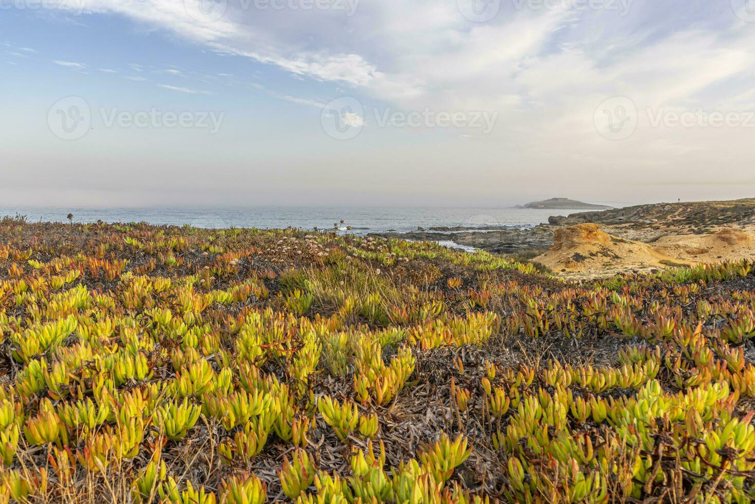 View over the dunes at Praia dos Aivados on the Portuguese Atlantic coast with dense vegetation photo