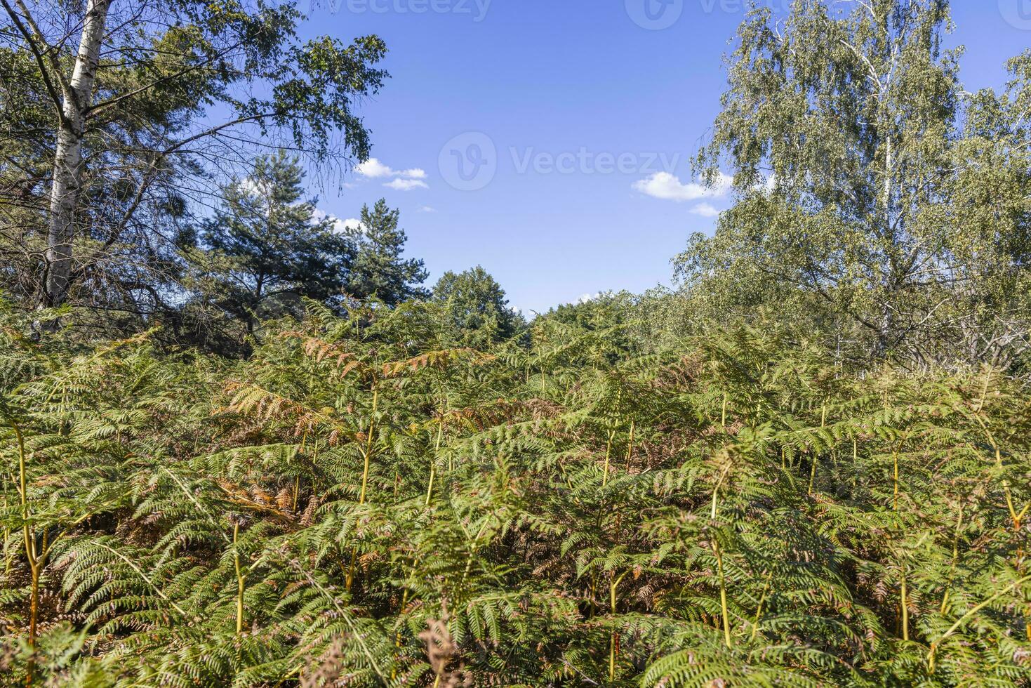 View of a dense field of ferns in a summer forest photo