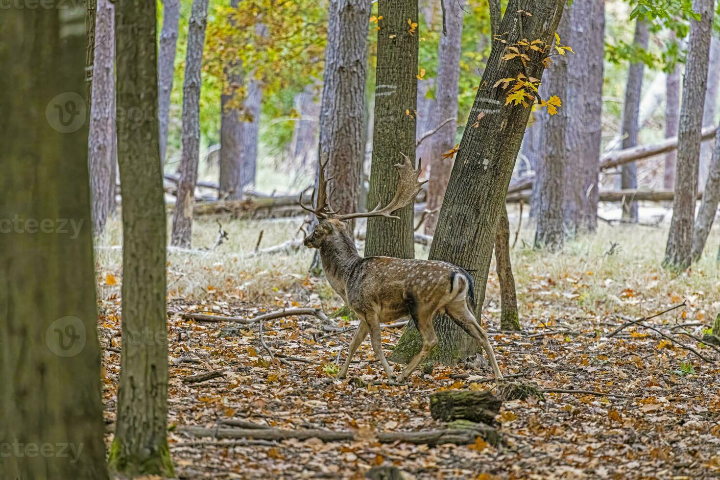 Picture of a deer with large antlers in a German forest photo