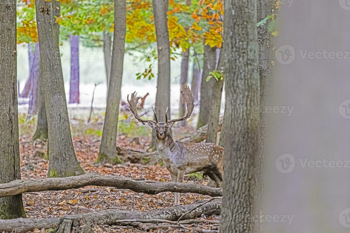 imagen de un ciervo con grande cornamenta en un alemán bosque foto