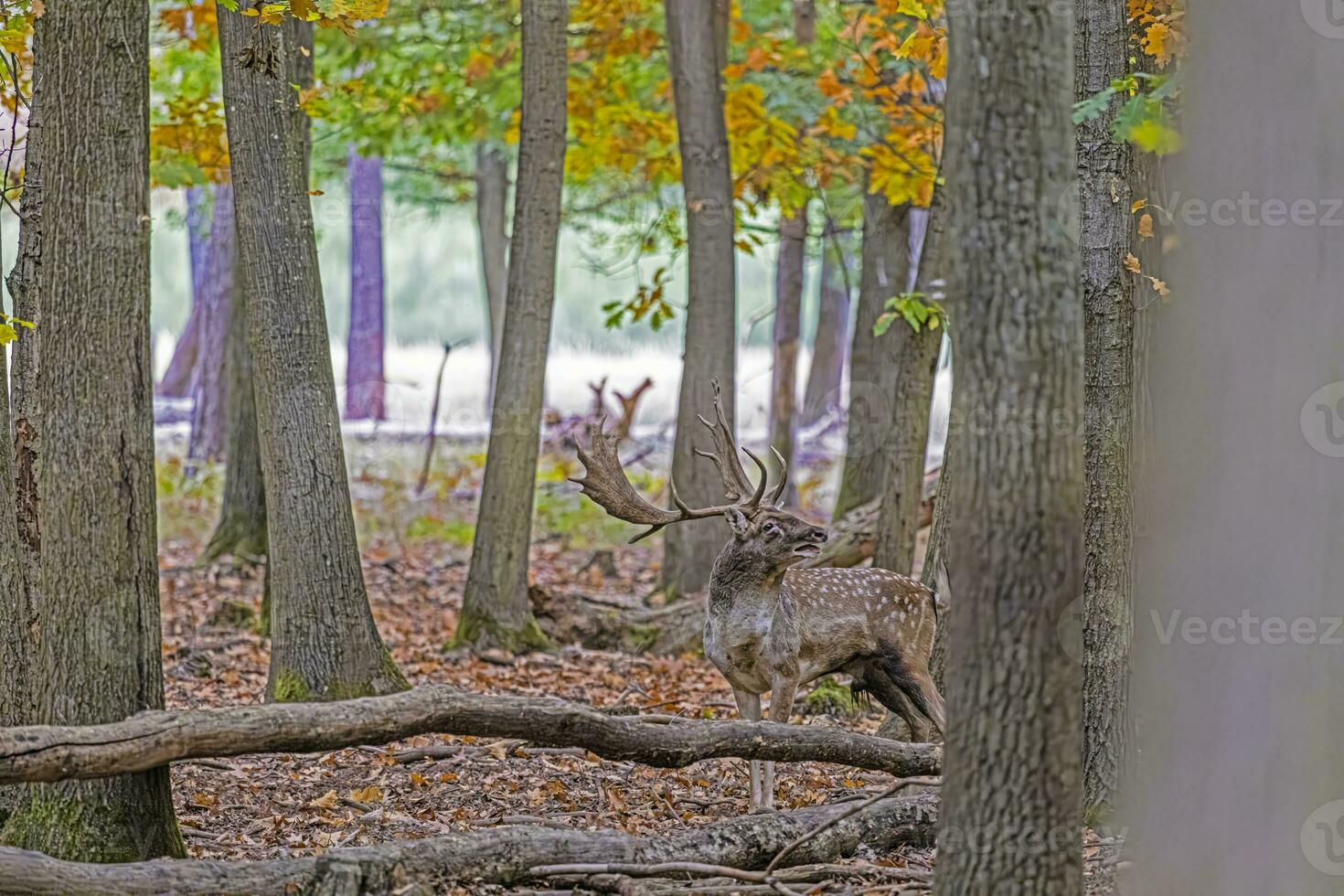 imagen de un ciervo con grande cornamenta en un alemán bosque foto