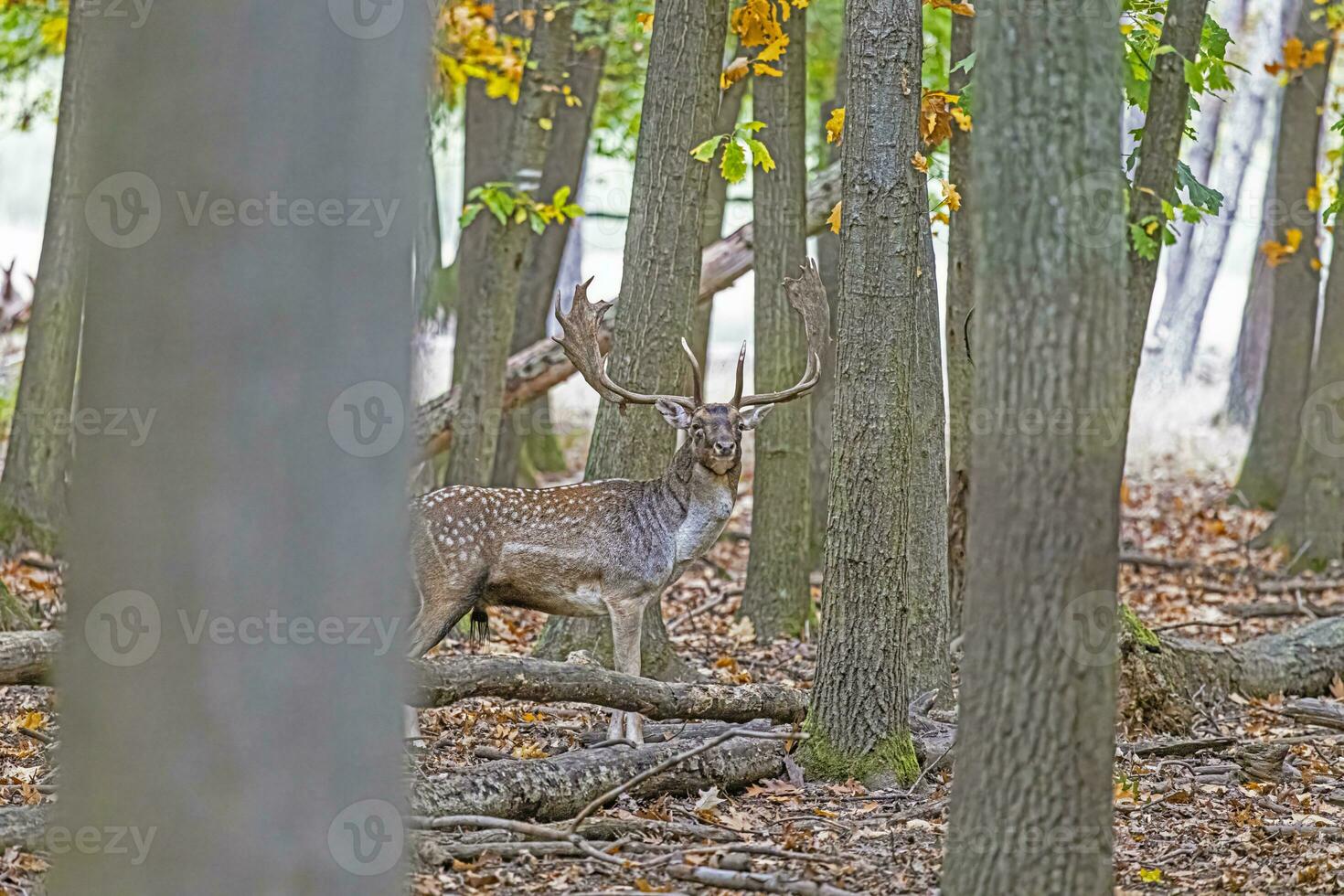 Picture of a deer with large antlers in a German forest photo