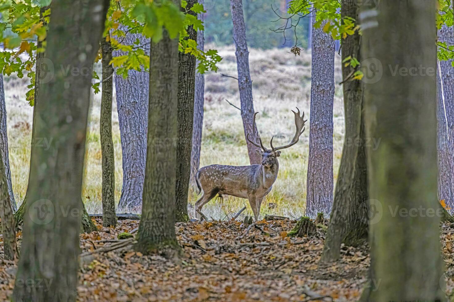 Picture of a deer with large antlers in a German forest photo