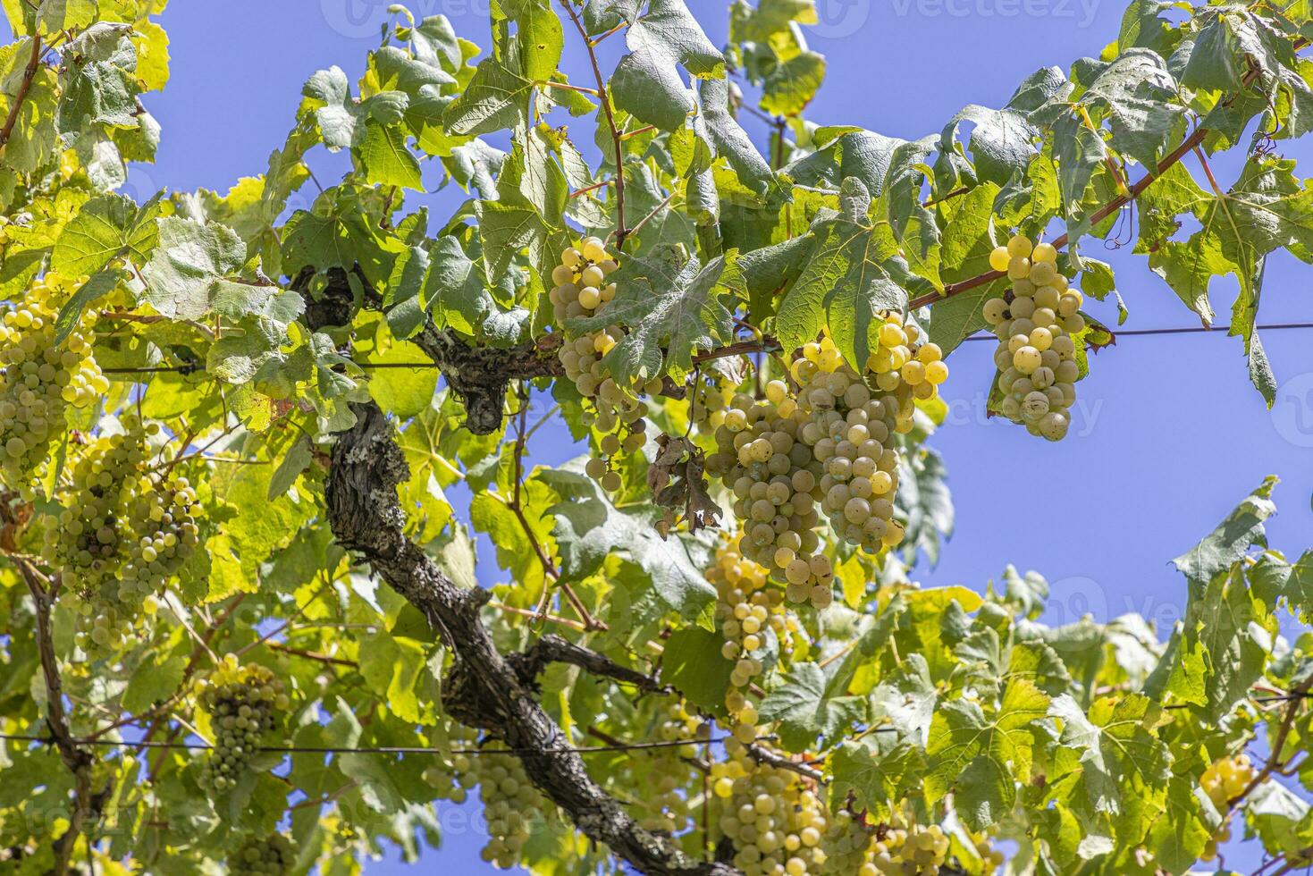 Image of ripe white grapes hanging from the vine photo