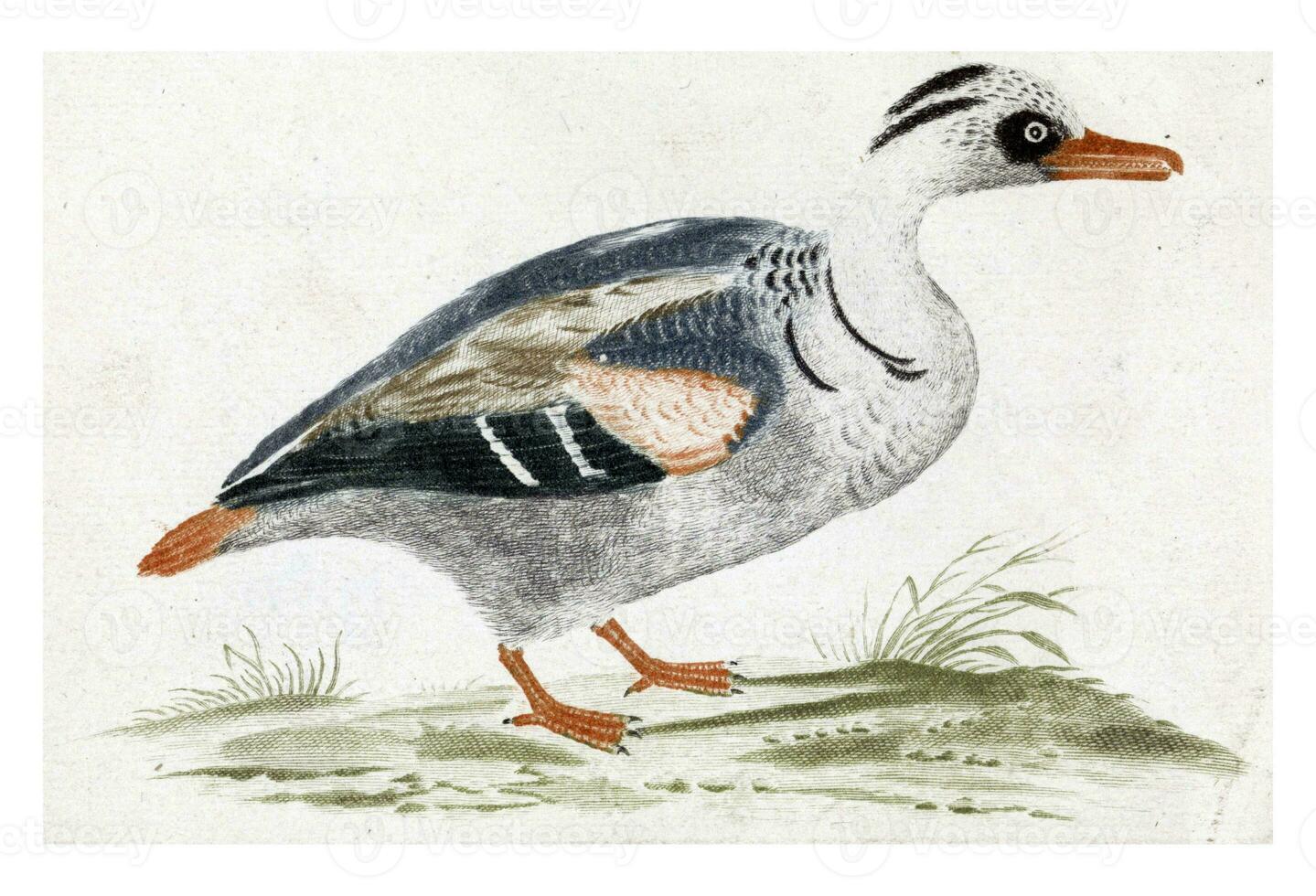 White-breasted Duck to the Right, anonymous, 1688 - 1698 photo