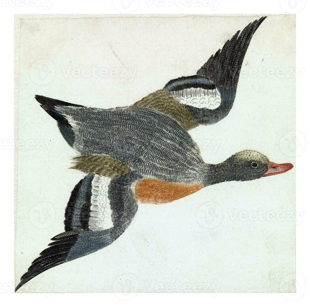 Right-flying wigeon duck species, anonymous, 1688 - 1698 photo