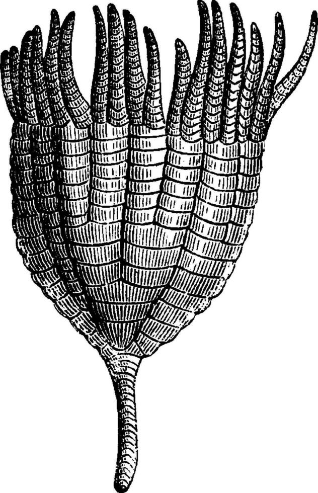 Crinoids, Ichthyocrnus laevis in the open arms,, vintage engraving. vector