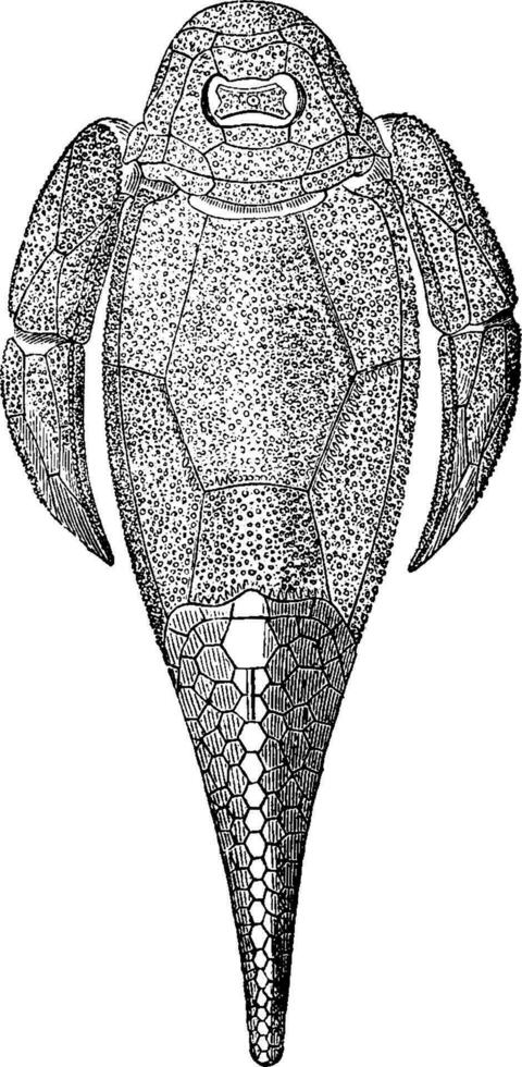 el primero pez, devoniano período, Clásico grabado. vector